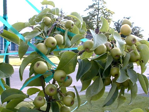 http://www.tandjenterprises.com/images/peartree-08-03-2002-02.JPG