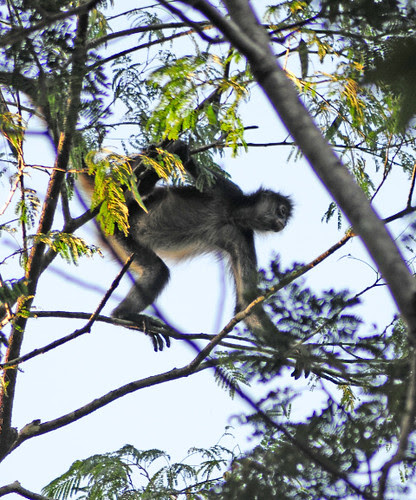 Spider Monkey