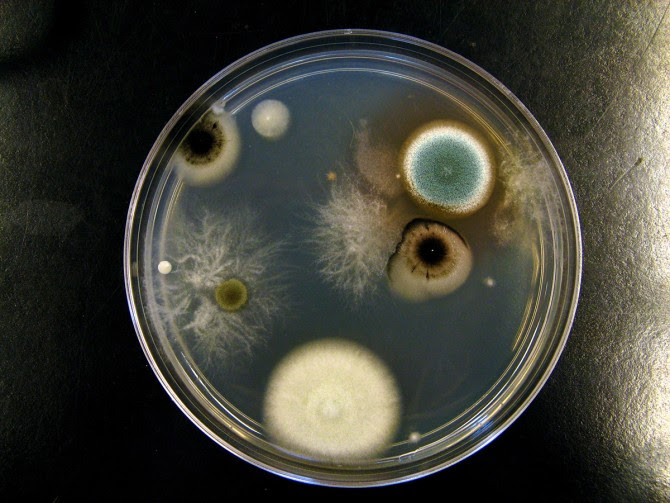 Aspergillus and Penicillium