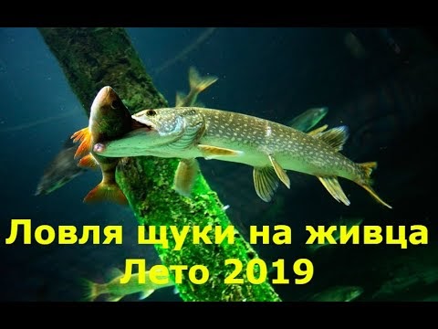 Язи голавли щуки сомы всякая крупная рыба водится в наших реках расставьте знаки препинания схема