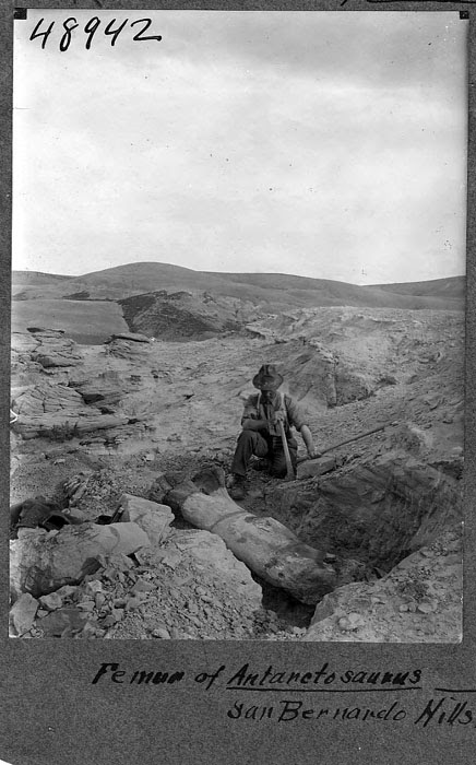 John B. Abbott excavating dinosaur femur