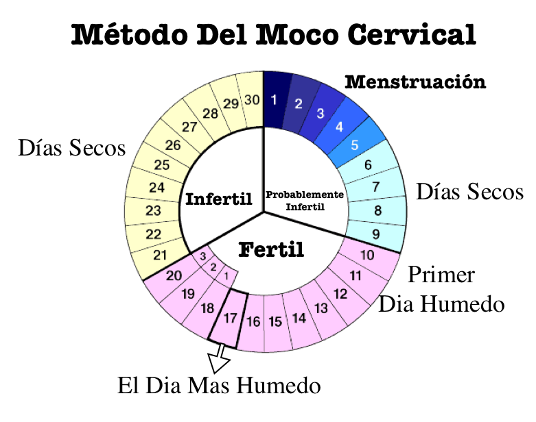 Calculadora Dias Fertiles Ciclo Menstrual 8463