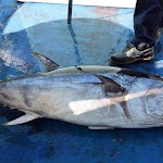 Saisie de 300 kg de thons rouges à Hendaye