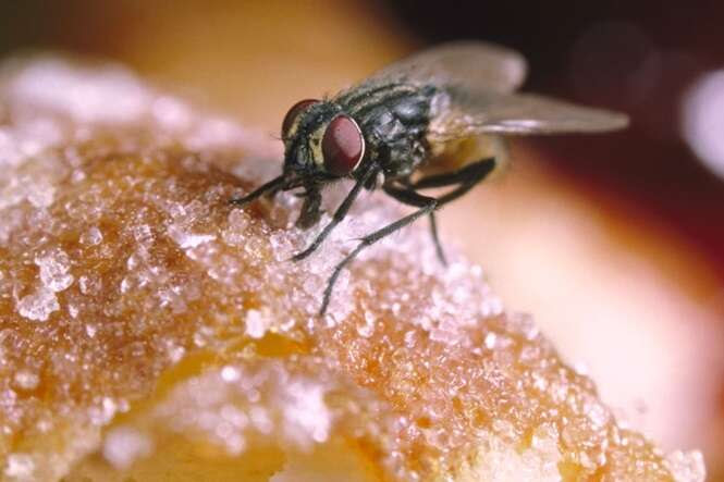 Se uma mosca pousar em sua comida, você deve continuar comendo ou deve jogar tudo fora? Se uma mosca pousar em sua comida, você deve continuar comendo ou deve jogar tudo fora?