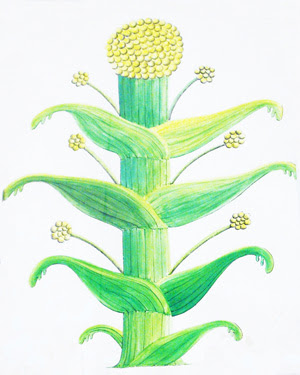 Resultado de imagen de silphium