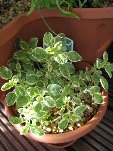Oregano