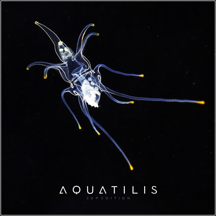 Aquatilis Expedition