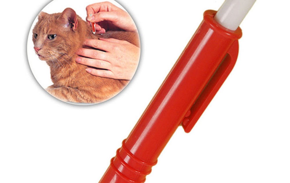 How To Get A Tick Off A Cat Without Tweezers