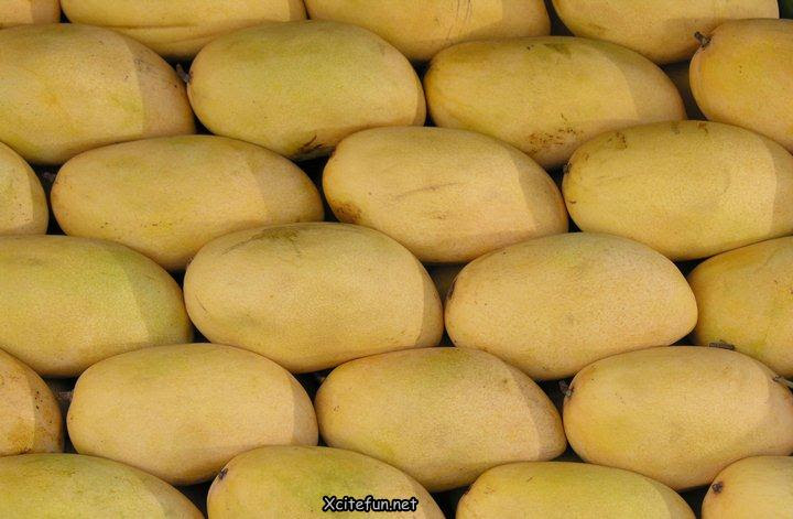 Types Of Mango King of Fruit Types Of Mango King of Fruit