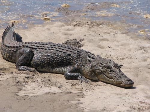 How Long Have Crocodiles Been Around For - Animals