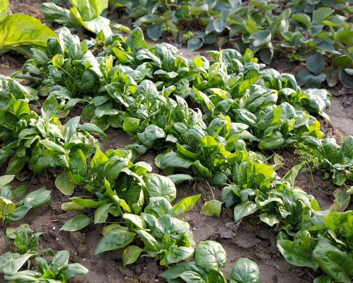 Was Kann Man Jetzt Noch Pflanzen Im Garten