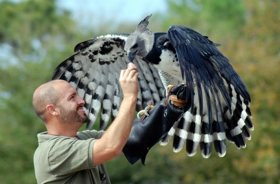 Harpy Eagle Size Comparison - PAROTE