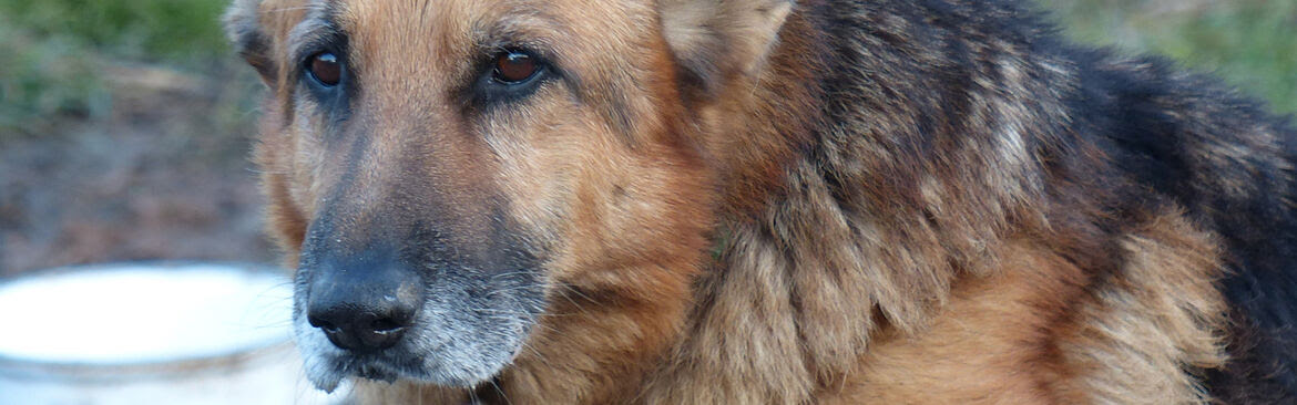owalo design Grosse Hunde Suchen Ein Zuhause