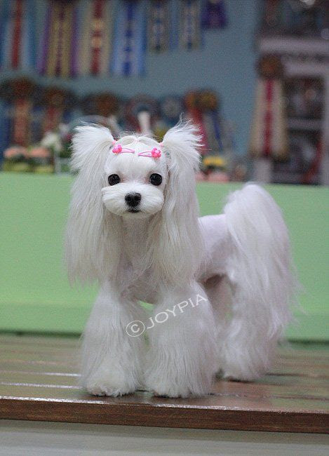 Amazing Style 36 Korean Haircut Maltese