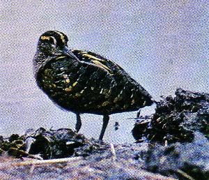 Pg8-7, PAINTED SNIPE