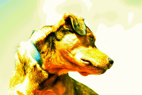 114. "Cover Dog" - Take a picture of your dog that you'd see on the cover of a magazine. If you are so inclined, you can create your own magazine cover, too, but the photo is all you have to take. It can be Footloose Fido or Canine Couture, just have fun