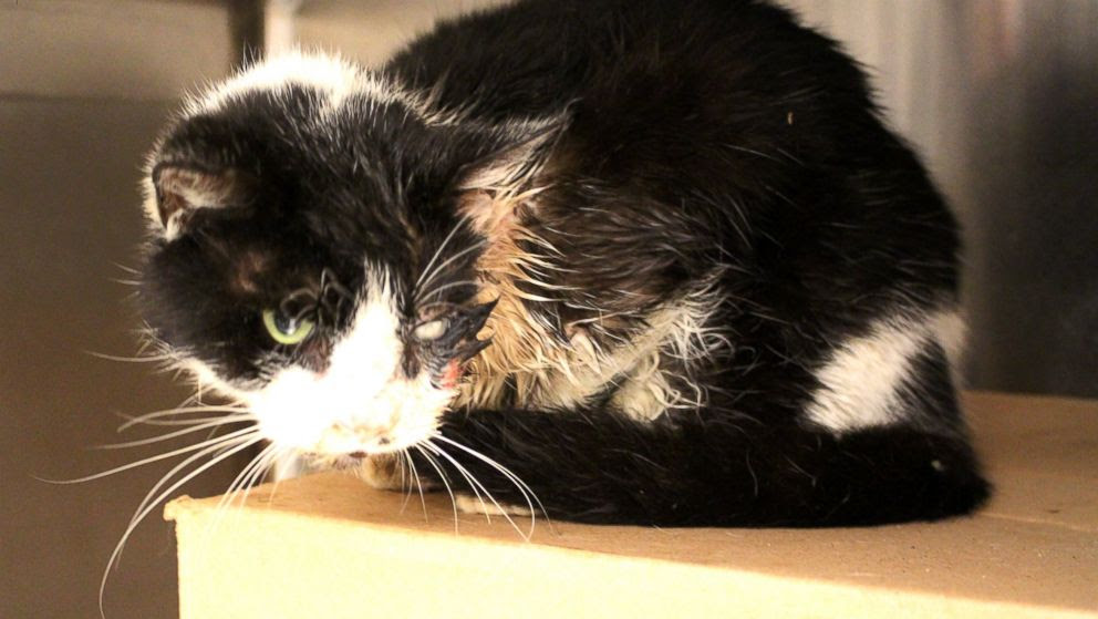 PHOTO: Bart, a cat in Tampa, was struck by a car, buried, and later re-appeared, injured but alive on his owners porch. 