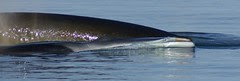 DSC02461a Fin Whale