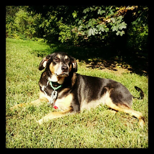 Soaking up the afternoon #sun  #dogstagram #dogs #rescue #adoptdontshop #mutt #hound #petstagram #yard #instadog #lazy #relax