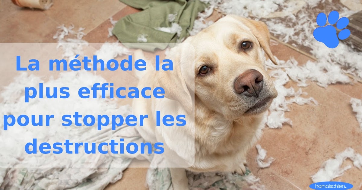 Comment Arreter Un Chien Qui Attaque - Chien Nouvelles