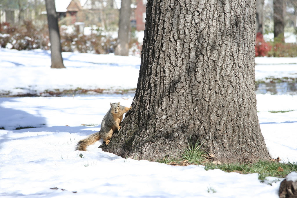 Got Any Nuts?