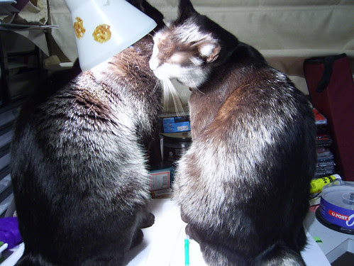 lamp and kitty bathe