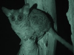 Moholy-Galago