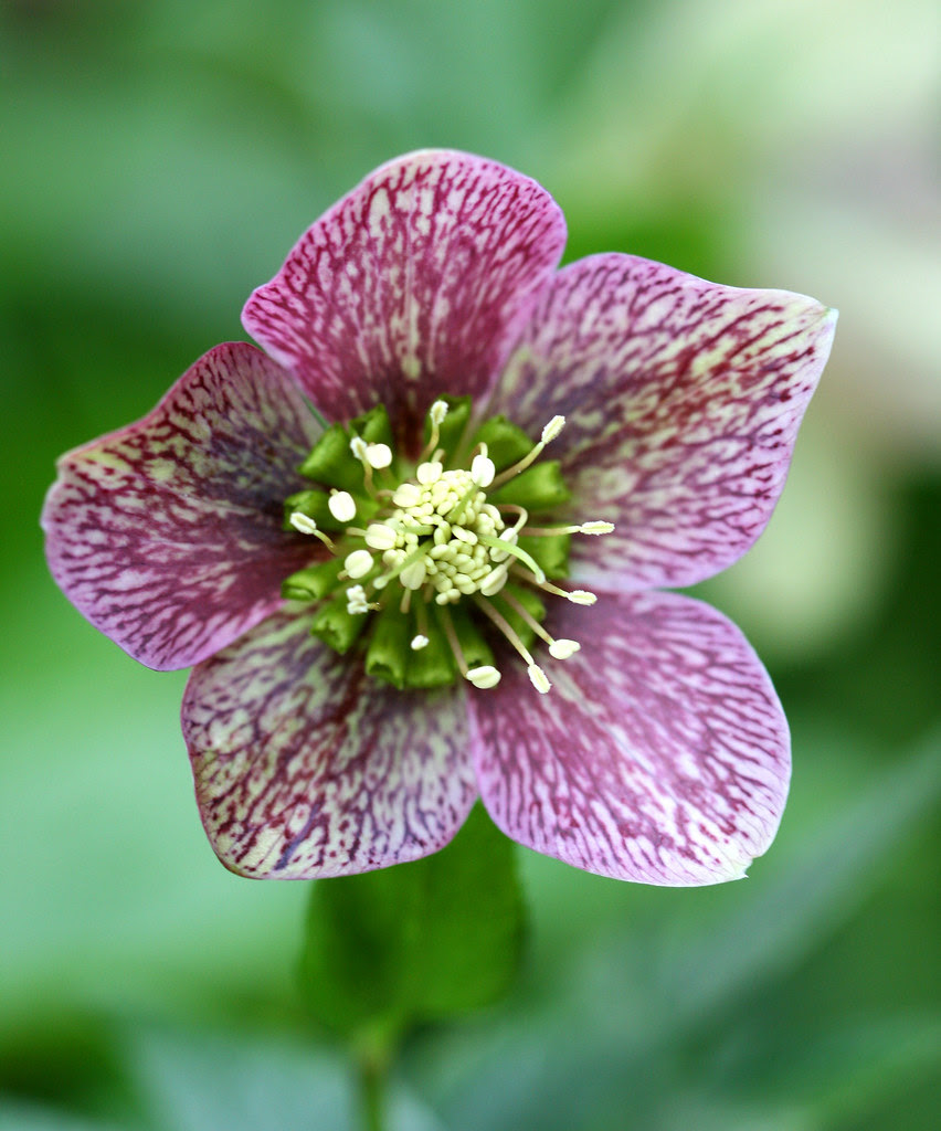 hellebore