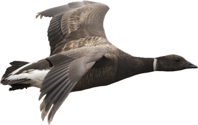 Transparent Background Canada Goose Logo
