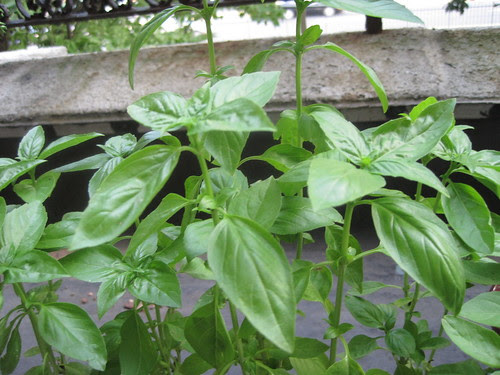 Urban Garden: basil