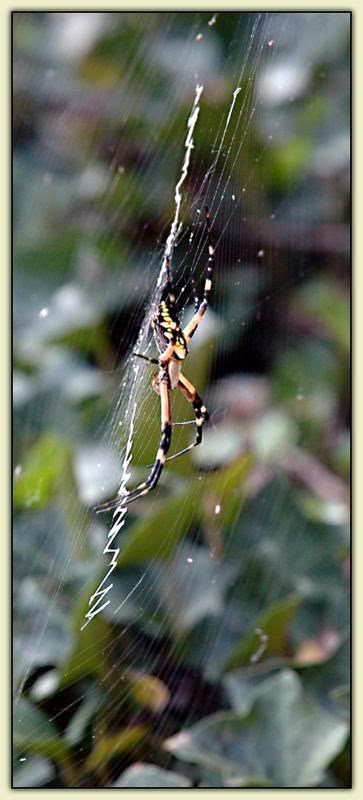 Boris the Spider