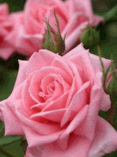 Красивые розы.