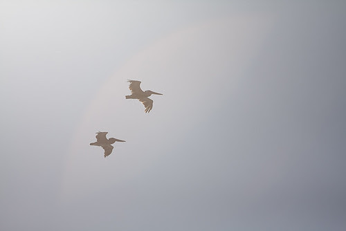 Pelicans in Sun