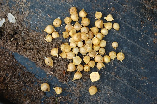 Elephant garlic bulbules