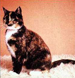 X Linked Genetics In The Calico Cat Worksheet Answers