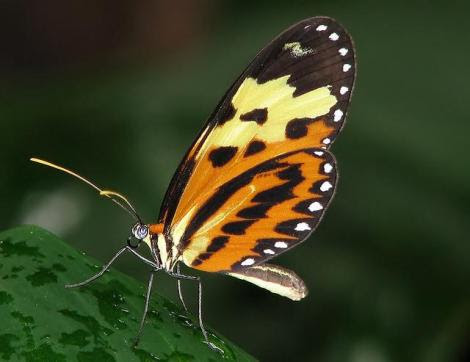 Por: borboletaskmariposas