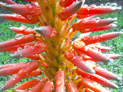 Aloe Vera Flower