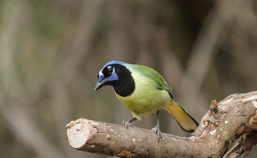 Green Jay