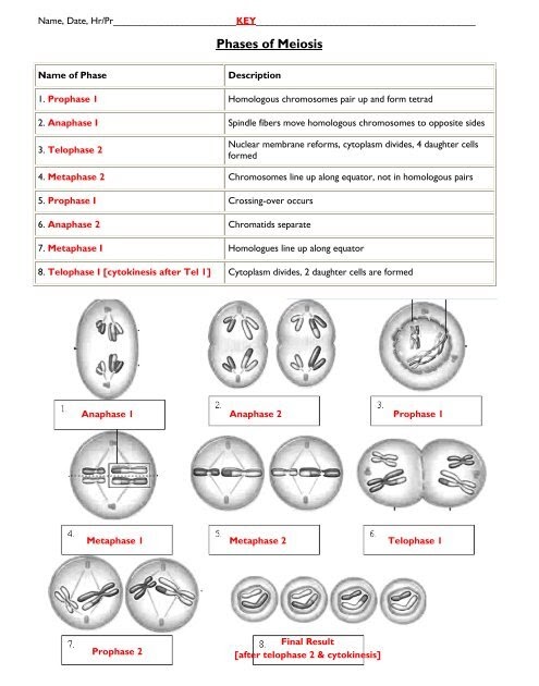 Meiosis Worksheet Answer Key : Math Worksheets For Year 1 Free Mitosis