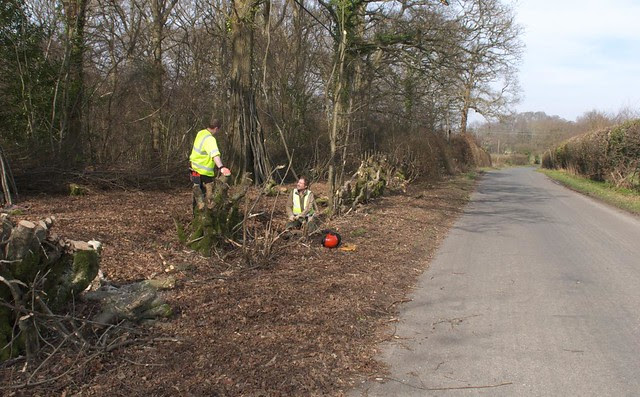 DSC_8149 roadside tree cutting