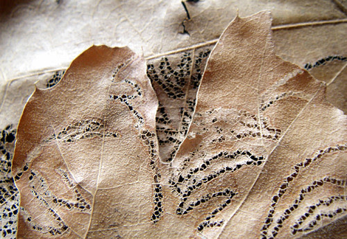 Leaf Lace