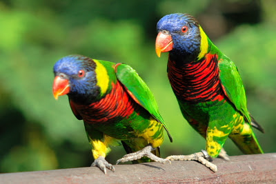 Parrots at Lory Loft