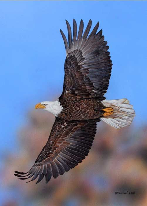 flying with wings like eagels, and they shall not grow weak...pray, offers strength when we feel weak..