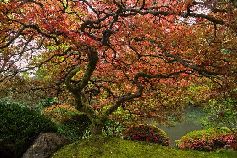 http://twistedsifter.com/2013/09/portland-famous-japanese-maple-tree/