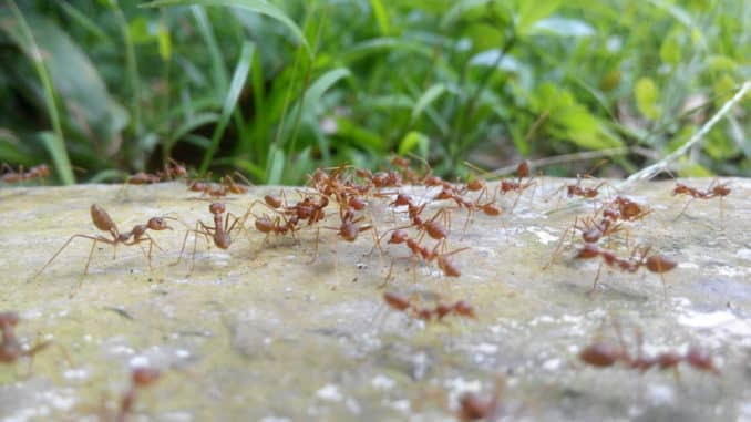 Ameisen Bekämpfen Im Garten / Ameisen Im Rasen Bekampfen Die 10 Besten