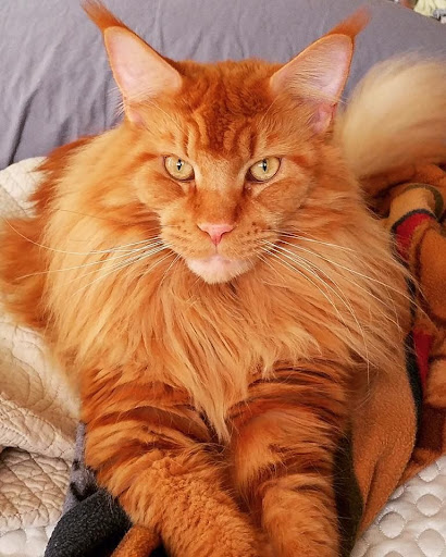 My Maine Coon World