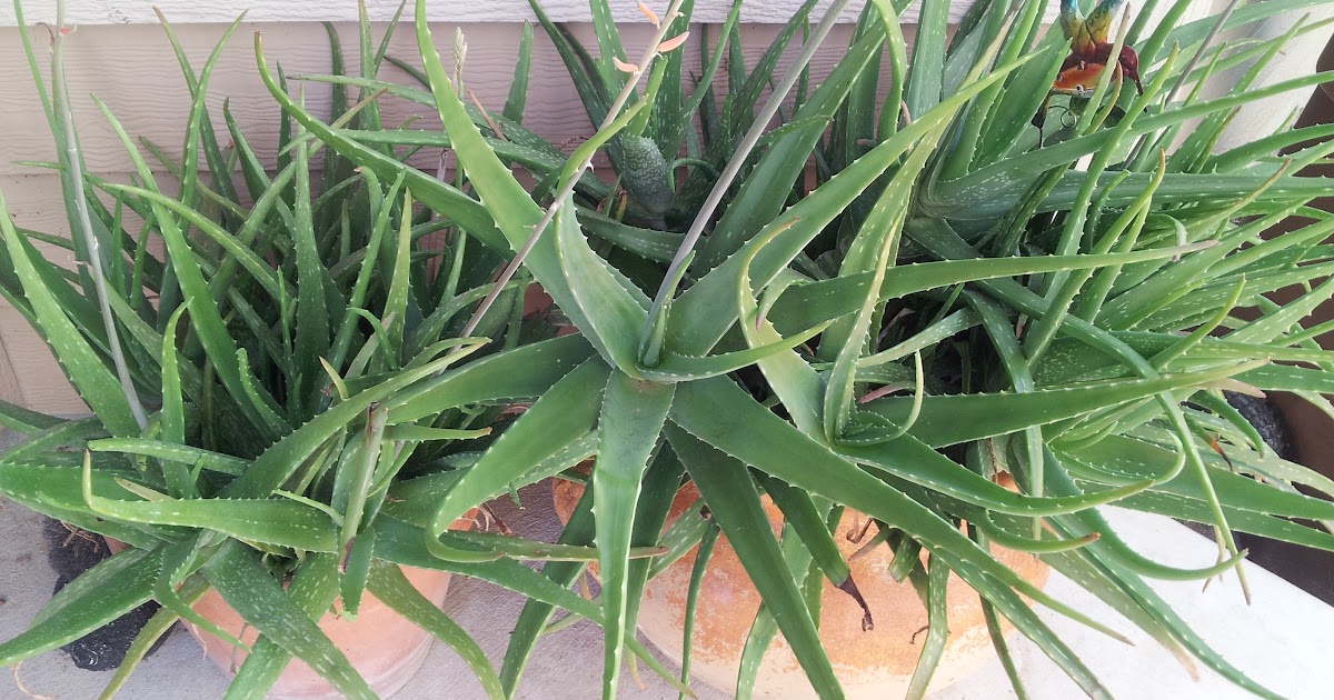 Why Does My Aloe Vera Plant Have Thin Leaves Plantă Blog