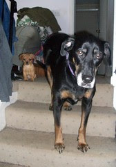 Lola_Maverick_30112