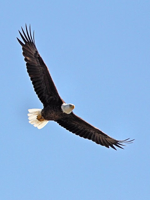 Bald Eagle female in flight 3-20130402