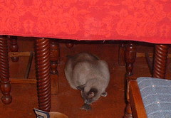 mojo mouse2